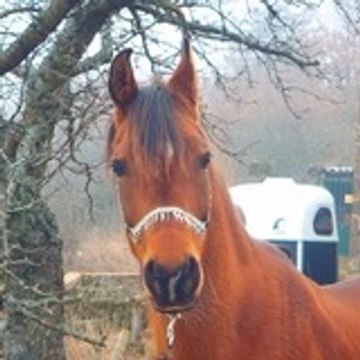 Al-Hisan-Arabians