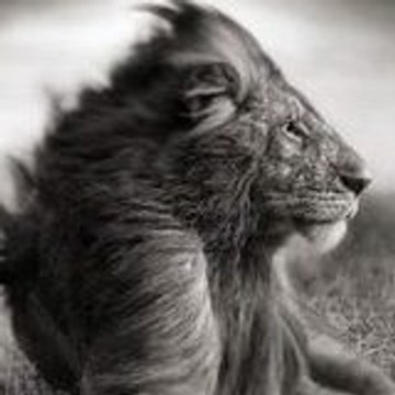 Belgesel Günlüğü