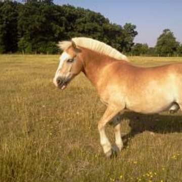horselife2000