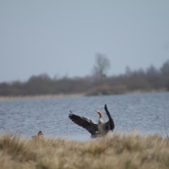 Sauvaginier du lac de Grand lieu