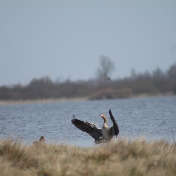 Sauvaginier du lac de Grand lieu