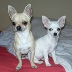 fré , archie et bianka