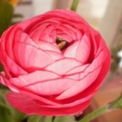 Χρυσούλα Καλογιαννίδου