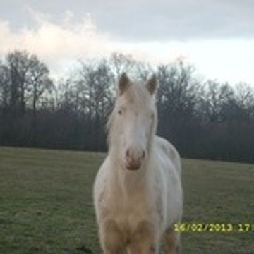 Aurane Treuvey