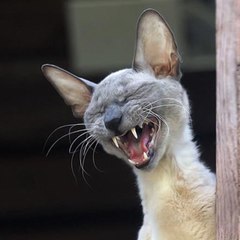 belmonah