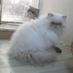 Chatterie La Renouee