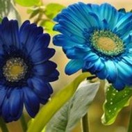 Card-Packing-Machine