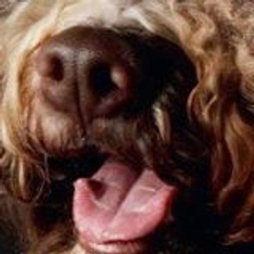 Lagotto Gdt