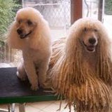 Marie-france marie45310