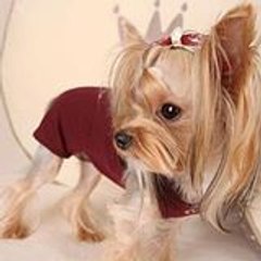 PuppyAngel Schweiz Salzmann