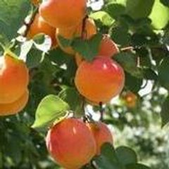 Peach_Cider