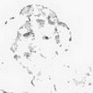 Lecerfvolant Robinson