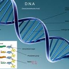 easyDNA