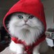 CatsRpeopleToo