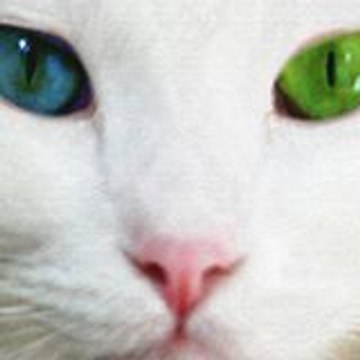 Dina Haruqyheh