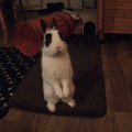 Pinou Choupinou