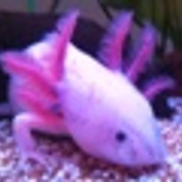 BerlinerAxolotl