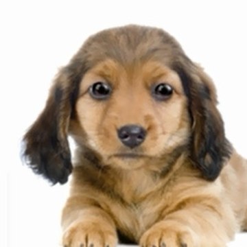 TalkingDogVideo