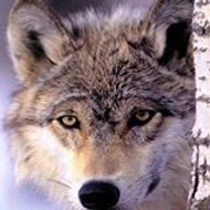 davide Davide Danzinelli