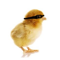 poussinMassquet