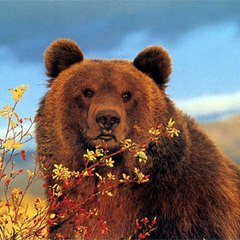 Grizzly_Mountain