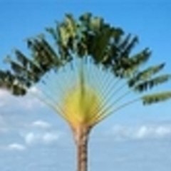 Madagascan