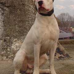 SIMBA FALCON