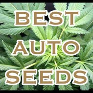 autofloweringseeds