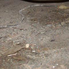 Orange County Dead Rat Removal