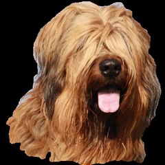 passionBriard