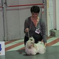 shihtzu02