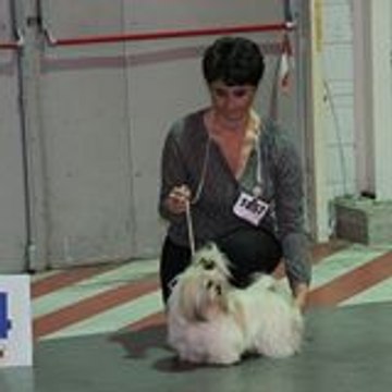 shihtzu02
