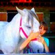 infinity-horses