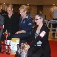 DesDiamantsdamour Yorkshire