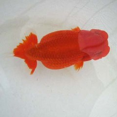 Goldfish Thailand