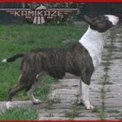 All Screw-up Bull Terriers
