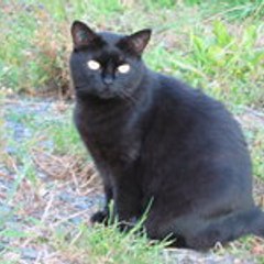 Tiphainelechat