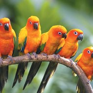 Simpsonstappedouttime