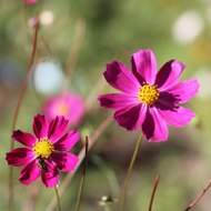 ♡•♡•♡Stranen  Kurdi ♡•♡•♡