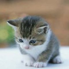 ديمك نديمك