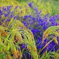 Irina Tarusova-Ambartsumian