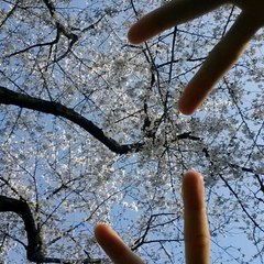 オレシャ ゼレニナ