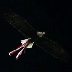Colossalbenfica