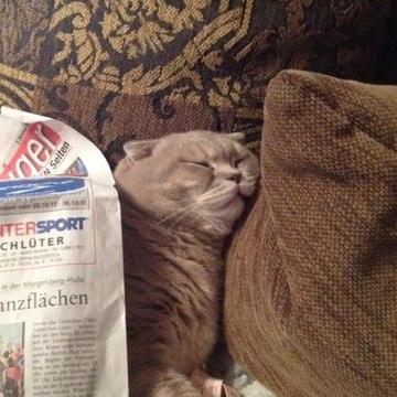 Paulasdumm