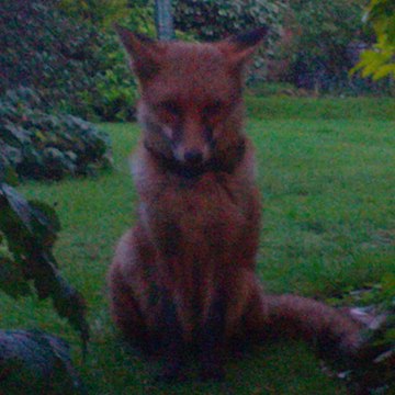 Furry Friends