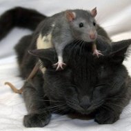 Mattia I topi nipoti