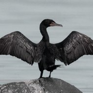 The Cormorants
