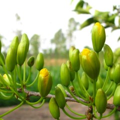 Cỏ Dại