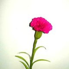 Mateenkhalid