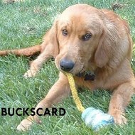 Rogersaudir8v10plusc